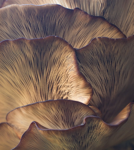Marvels of mushrooms
