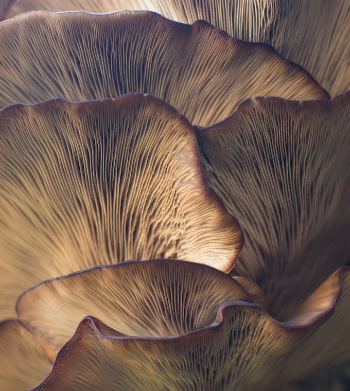 Marvels of mushrooms